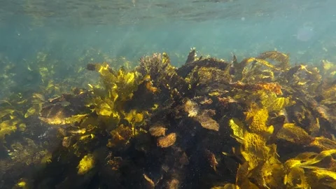 Golden kelp Stock Footage 304722800