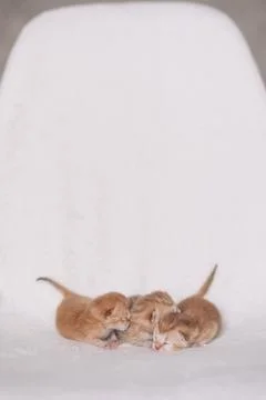 Golden kittens Stock Photos