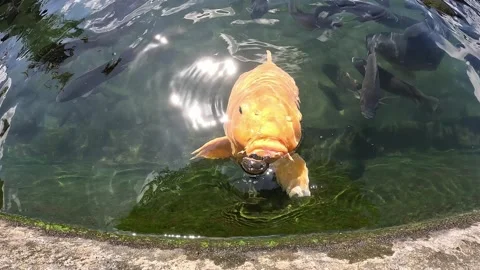 Golden koi carp fish begging for food in a pond Stock Footage 330767671