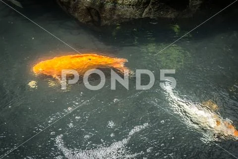 Golden Koi fish in a pond with fresh water and stream at Central Park Mall photo Stock Photos
