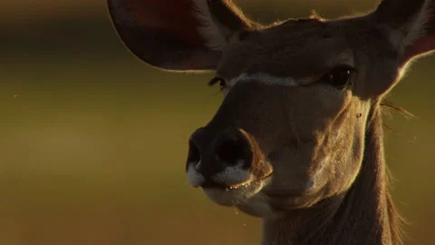 Golden Kudu Stock Footage 186998821