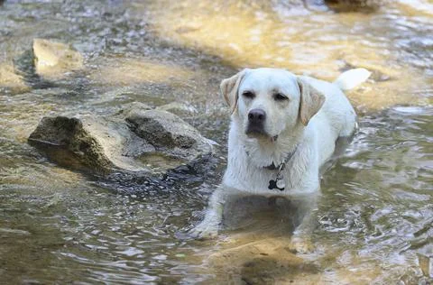 Golden Lab cools off in a small stream Stock Photos