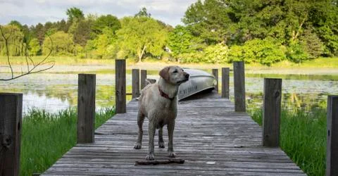 Golden Lab on dock Stock Photos