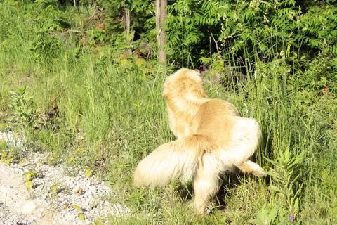 Golden Lab Urinating Stock Photos