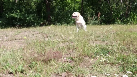 Golden labrador dog. Stock Footage 246601037