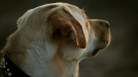 Golden Labrador. Video stock 88368693