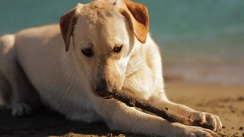 Golden Labrador gnaws on a stick while lying on the beach. Stock Footage 88438288