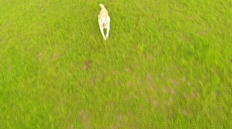 Golden Labrador Jumping Up At Camera 2-Aerial Shot Stock Footage 46860337