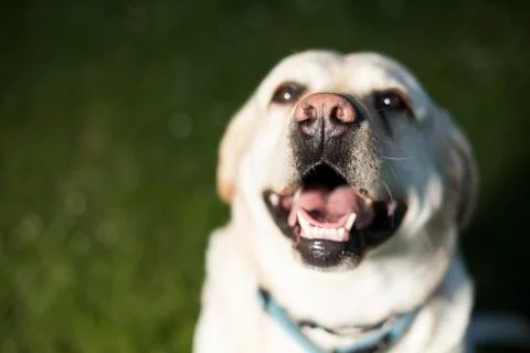 Golden Labrador Free Stock Photos