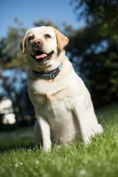 Golden Labrador Free Stock Photos