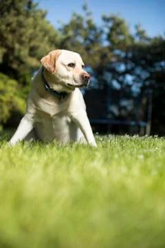 Golden Labrador Free Stock Photos