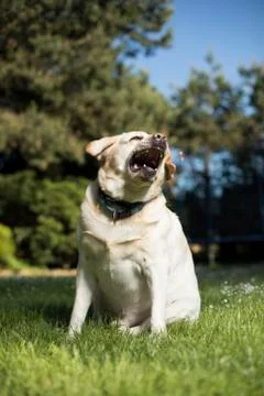 Golden Labrador Free Stock Photos