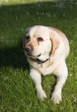 Golden Labrador Free Stock Photos