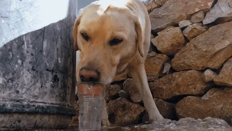 Golden Labrador Retriever Dog Drinking from Cup Stock Footage