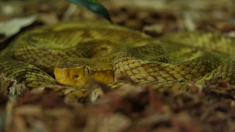 Golden Lance Head Pit Viper Snake 03 Stock Footage 88018430