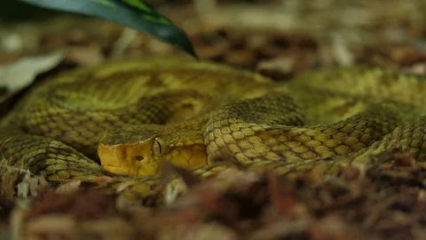 Golden Lance Head Pit Viper Snake 02 Stock Footage 88018571