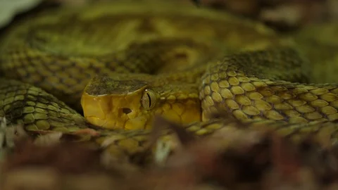 Golden Lance Head Pit Viper Snake 03 1 Stock Footage 88018590