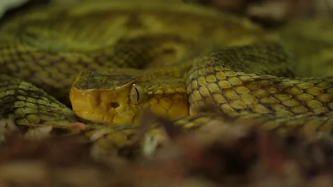 Golden Lance Head Pit Viper Snake 05 Stock Footage 88018894