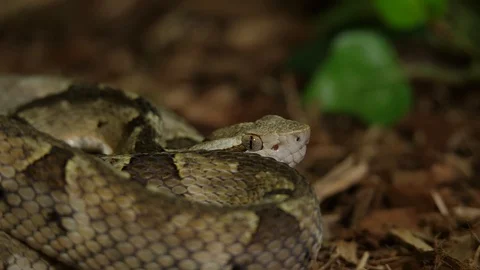 Golden Lance Head Viper Snake Bothrops 04 Stock Footage 88020955