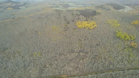 Golden Larch Forest Across Rolling Hills in Inner Mongolia, China Stock Footage 344035720