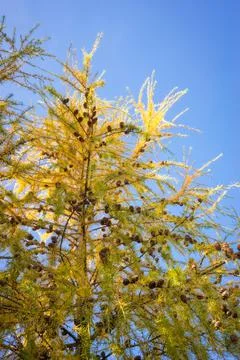 Golden Larch Stock Photos