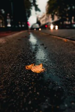 Golden Leaf on Asphalt Road on a Rainy Day Stock Photos