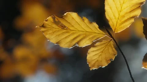 Golden Leaf in Autumn Light Stock Footage 288902213