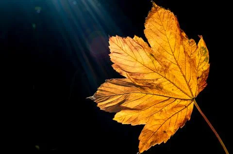 Golden leaf backlit by the sun Stock Photos