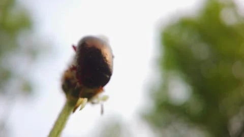 Golden Leaf Beetle Resting on Wildflower in Warm Backlit Spring Light 库存影片 333522935