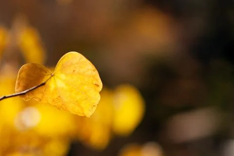 Golden Leaf Closeup Stock Photos