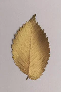 Golden leaf design elements on a gray background Stock Photos