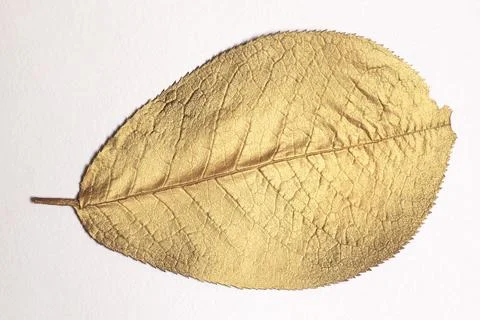 Golden leaf design elements isolated on white background Foto stock