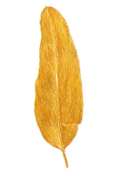 Golden leaf design elements. Stock Photos