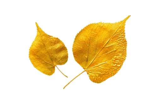 Golden leaf design elements. Foto stock