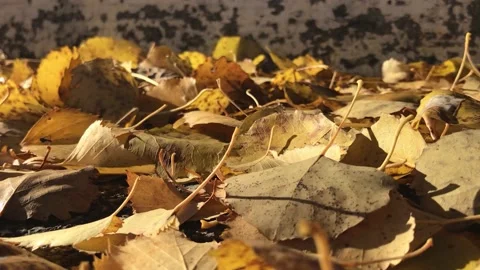 Golden leaf drops with sun Stock Footage 162940170