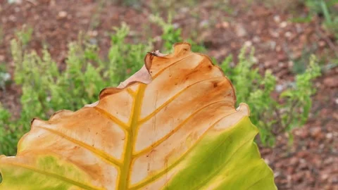 Golden Leaf Edges Against a Rustic Earthy Background Video stock 337140496