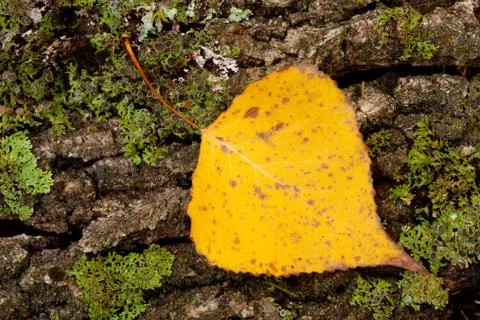 Golden leaf fall Foto stock