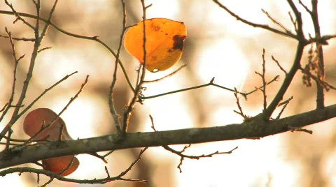 Golden Leaf Stock Footage 589158