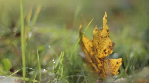 Golden Leaf in Grass With Blured Background Video stock 31899797