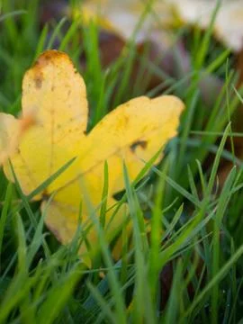 Golden Leaf in Grass Foto stock