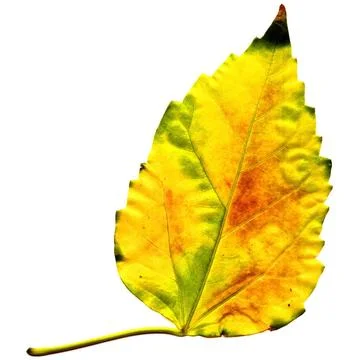 Golden leaf isolated on white background Golden leaf isolated on white bac... 스톡 사진