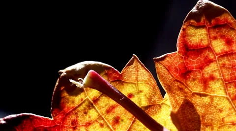 Golden Leaf Macro Stock-Footage 38284963