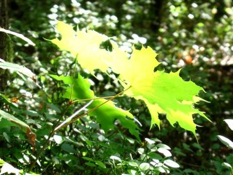 Golden Leaf Stock Photos