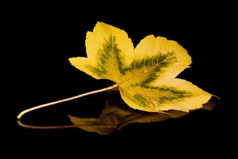 Golden Leaf 스톡 사진