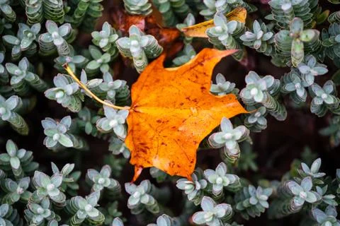 Golden leaf Stock Photos