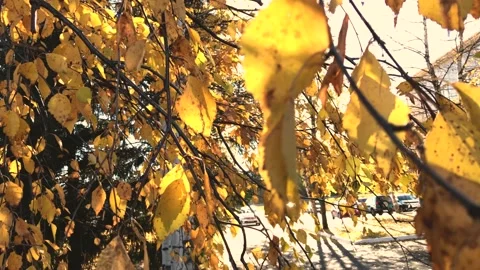 Golden leaf with the sun Stock Footage 162940299