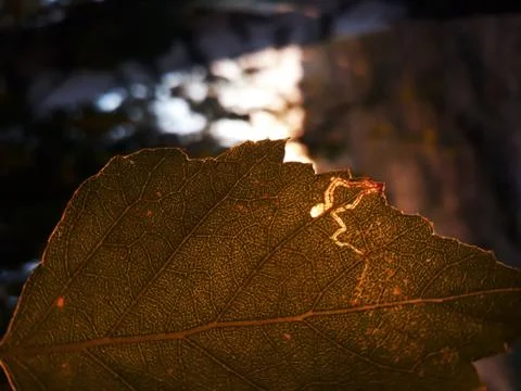 Golden leaf at sunset 写真素材