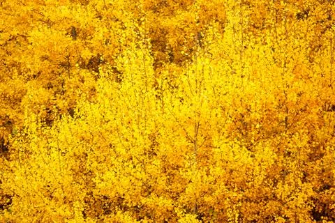 Golden leafs background Foto stock