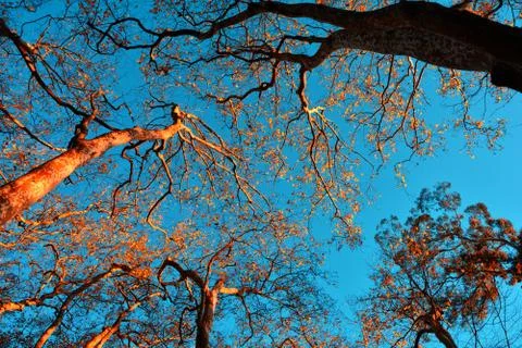 Golden Leafs 스톡 사진