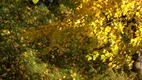Golden leaves on the branches of a tree, developing in the wind. Stock Footage 121747486